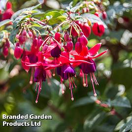 Fuchsia Lady Boothby (Hardy)