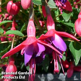 Fuchsia Tom Thumb (Hardy)