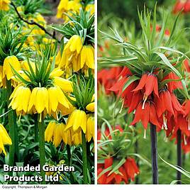 Fritillaria imperialis Duo