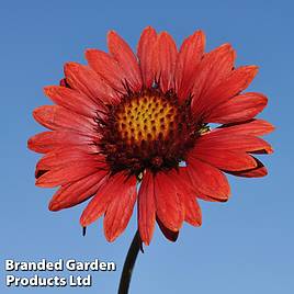 Gaillardia aristata Burgundy