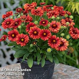 Gaillardia Guapa Red