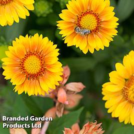 Gaillardia Guapa Yellow