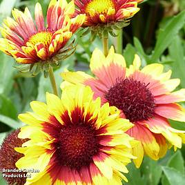 Gaillardia Torchlight