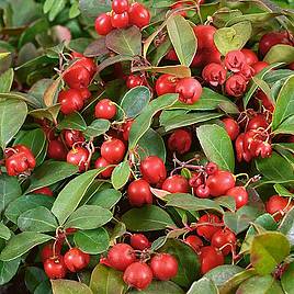 Gaultheria procumbens