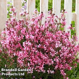 Gaura Baby Butterfly Dark Pink