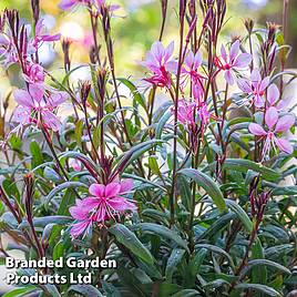 Gaura lindheimeri Crimson Butterflies