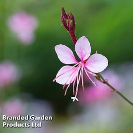 Gaura Gambit Pink