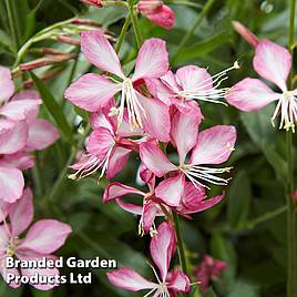 Gaura Gambit Rose Bicolour