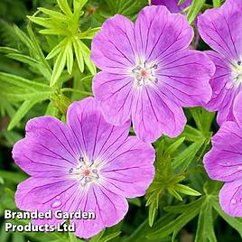 Geranium sanguineum Vision Violet