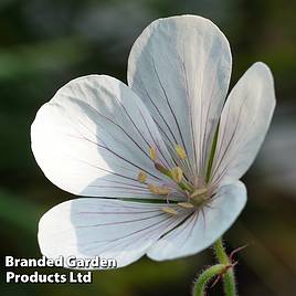 Geranium clarkei Kashmir White