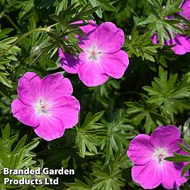 Geranium oxonianum Claridge Druce