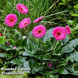 Gerbera Garvinea Sweet Sparkle