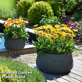 Gerbera garvinea Sweet Smile