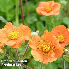 Geum coccineum Cooky