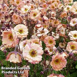 Geum Mai Tai