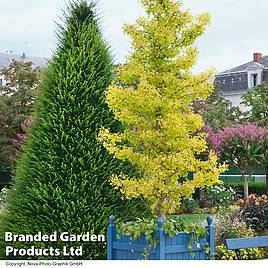 Ginkgo biloba Fastigiata Blagon