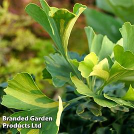 Ginkgo biloba Mariken