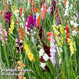 Gladioli Mixed