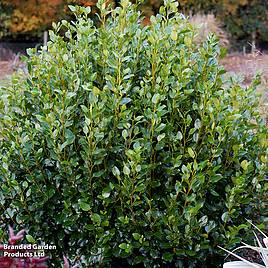 Griselinia littoralis Green Horizon