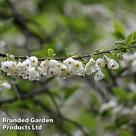 Halesia carolina