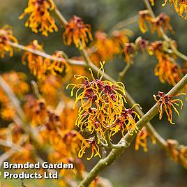 Hamamelis x intermedia Jelena