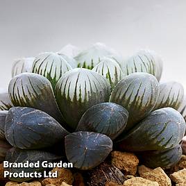 Haworthia cooperi