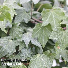 Hedera helix Green Ripple