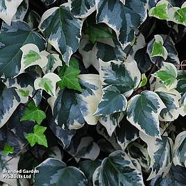 Hedera algeriensis Gloire de Marengo