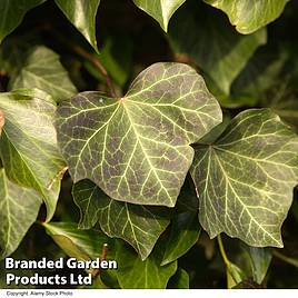 Hedera helix Woerner