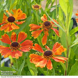 Helenium Moerheim Beauty