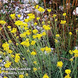 Helichrysum thianschanicum Icicles