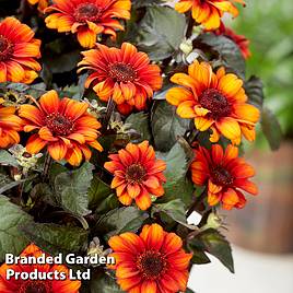 Heliopsis Luna Roja