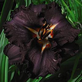 Hemerocallis Longfields Black Magic