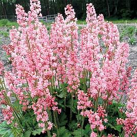 Heucherella Pink Revolution