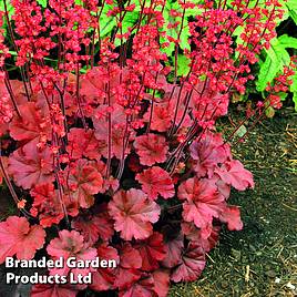 Heuchera Cherry Cola