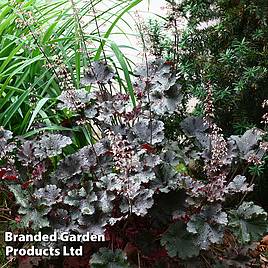 Heuchera Dark Secret