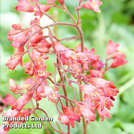 Heuchera Firefly