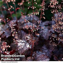 Heuchera Plum Pudding