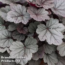 Heuchera Silver Gumdrop