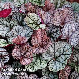 Heuchera Silver Scrolls