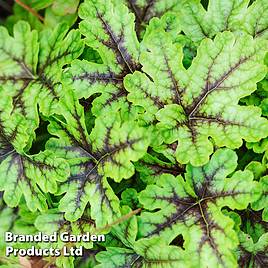 Heucherella Tapestry