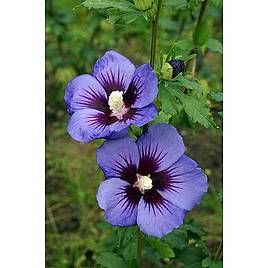 Hibiscus syriacus Ultramarine Minultra