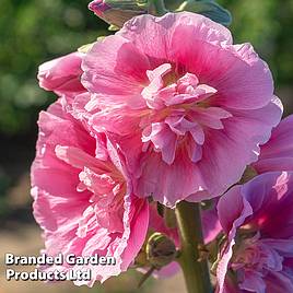 Hollyhock Chaters Double Rose