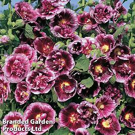 Hollyhock Creme de Cassis