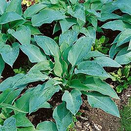 Hosta Blue Angel