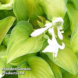 Hosta Guacamole