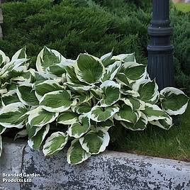 Hosta Patriot