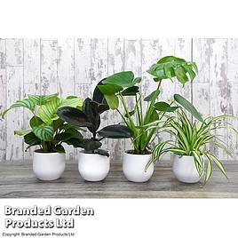 House Plant Urban Jungle Collection