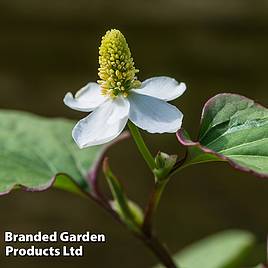 Houttuynia cordata Boo-boo (Marginal Aquatic)