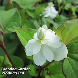 Houttuynia cordata Flore Pleno (Marginal Aquatic)